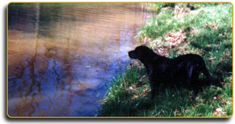 There are few breeds of dog who enjoy swimming more than the Labrador Retriever.