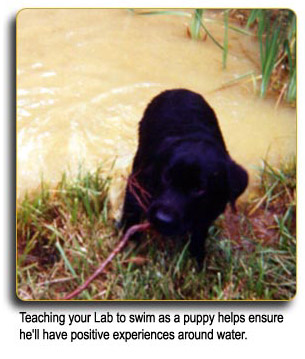 Teaching your Lab to swim as a puppy helps ensure he'll have positive experiences around water.