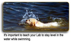It's important to teach your Lab to stay level in the water while swimming.