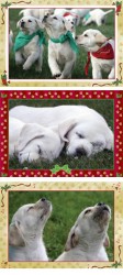 Too Cute for Words Christmas Cards
